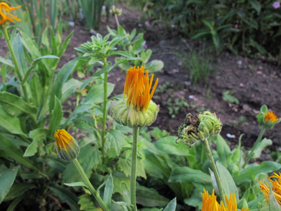 Image of Calendula officinalis specimen.