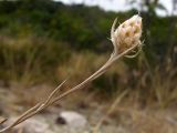 Centaurea sarandinakiae. Верхушка побега с соцветием в стадии бутонизации. Краснодарский край, г. Новороссийск, ур. Широкая Балка, прибрежная гора, можжевеловое редколесье. 25.08.2013.