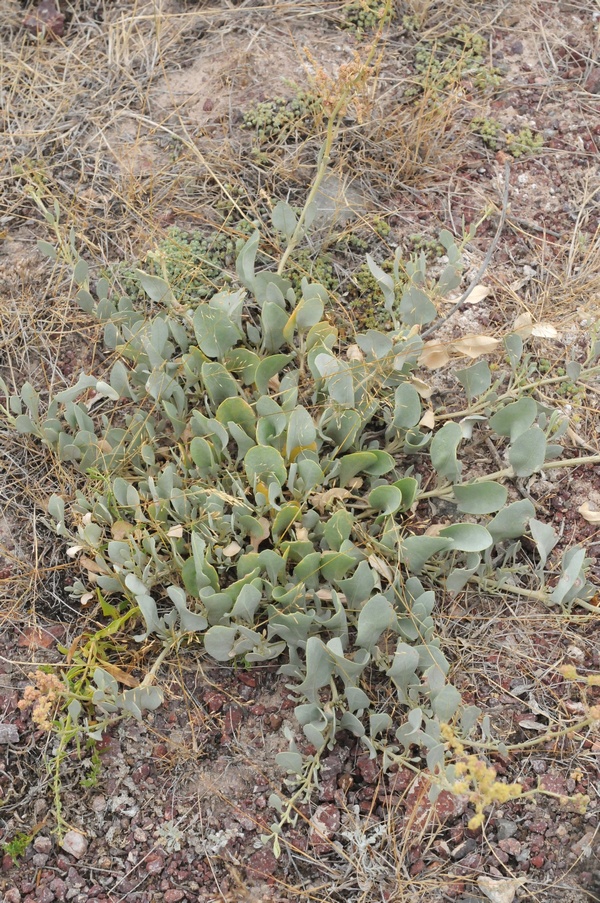 Image of Halimione verrucifera specimen.