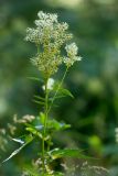 Filipendula ulmaria