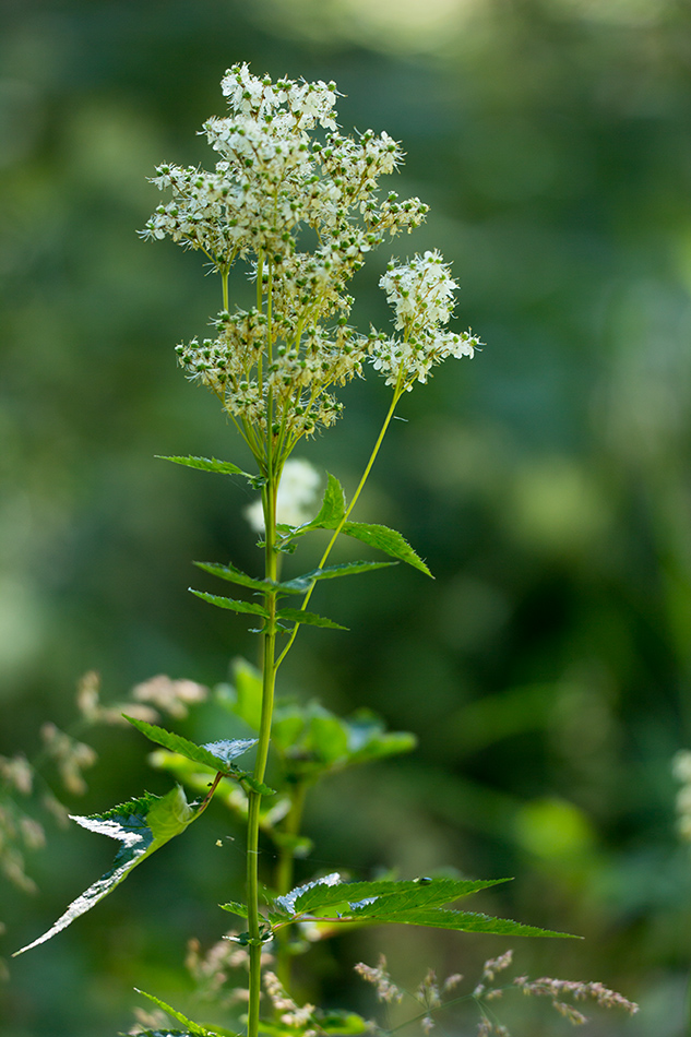 Image of Filipendula ulmaria specimen.