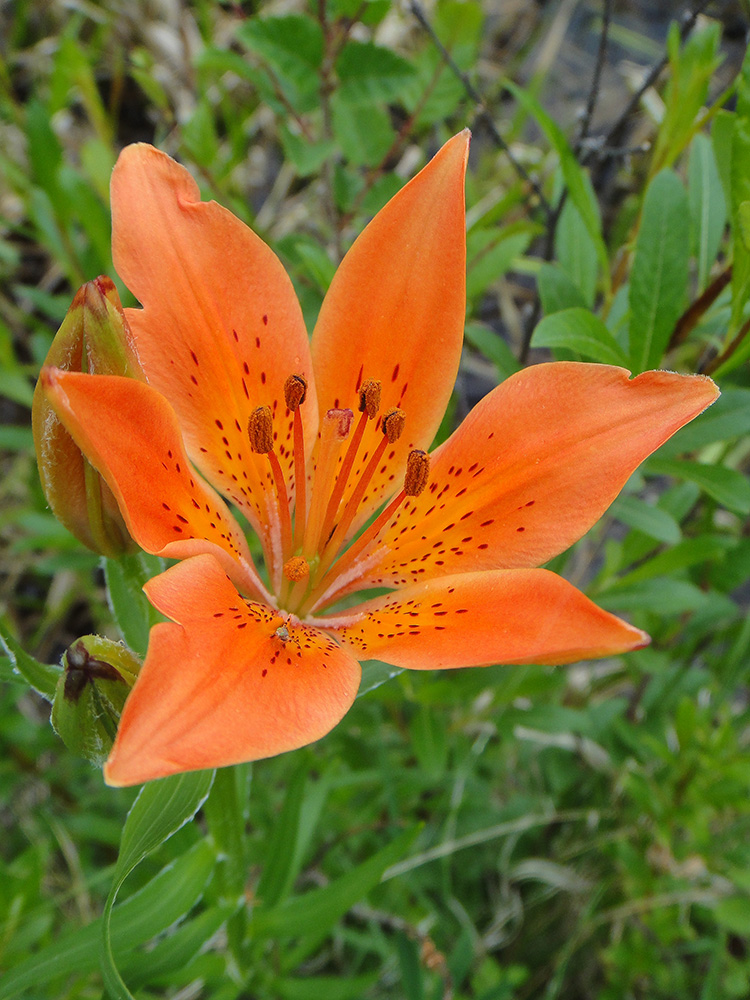 Image of Lilium pensylvanicum specimen.