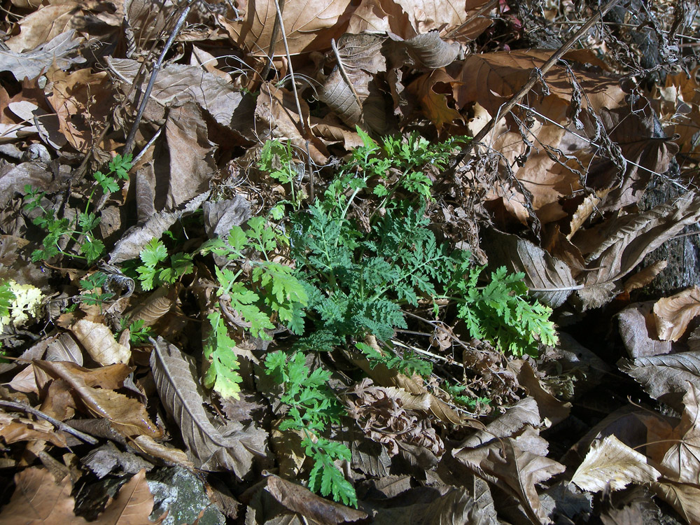 Image of Pyrethrum parthenifolium specimen.