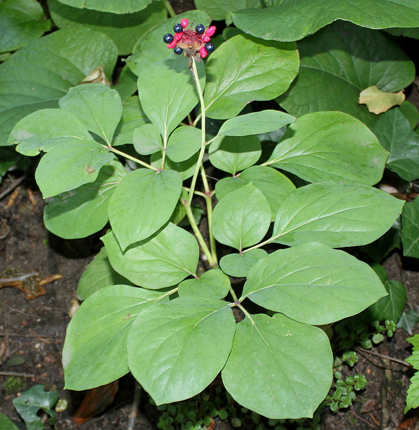 Image of Paeonia daurica specimen.