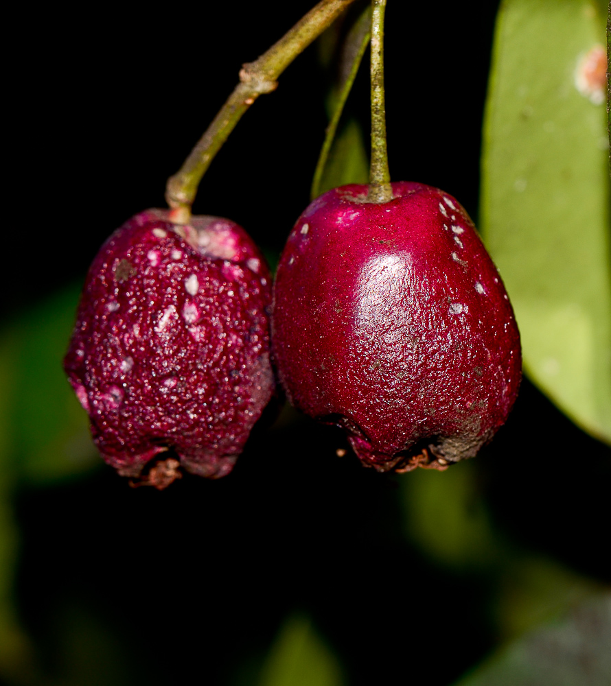 Image of Syzygium australe specimen.