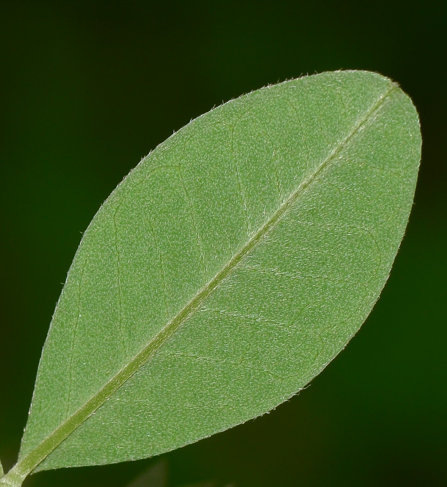 Image of Anagyris foetida specimen.