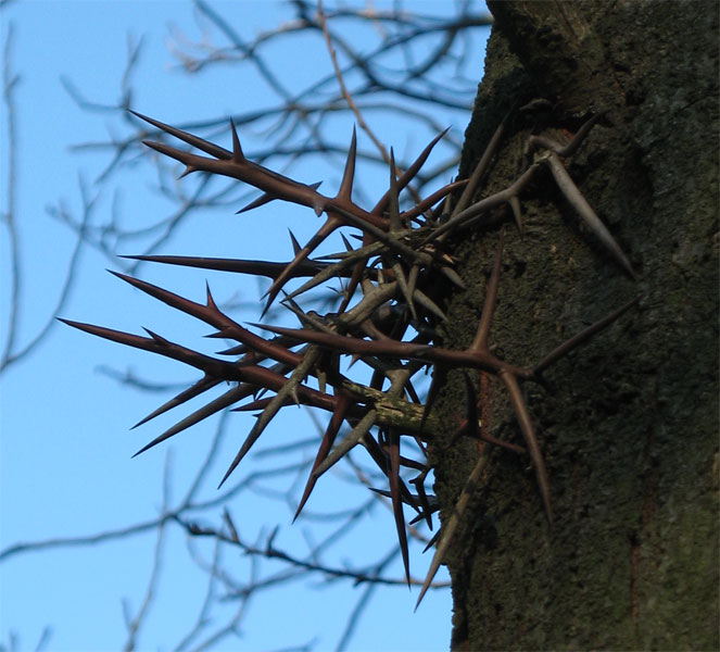 Image of Gleditsia triacanthos specimen.