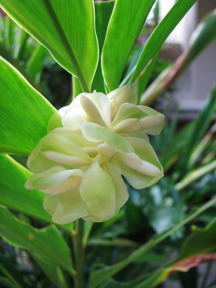 Изображение особи Hedychium coronarium.