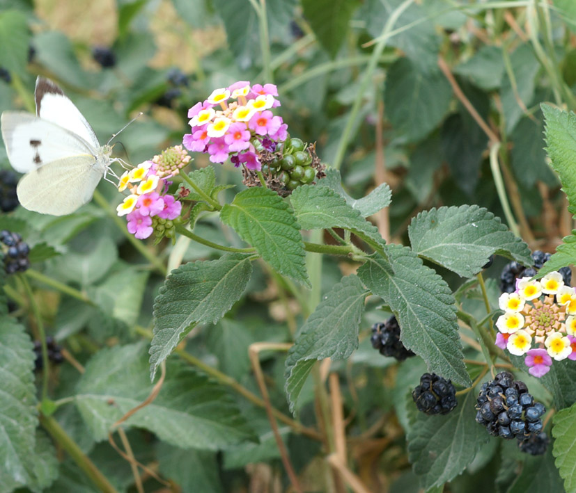 Image of Lantana camara specimen.