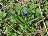 Scilla siberica