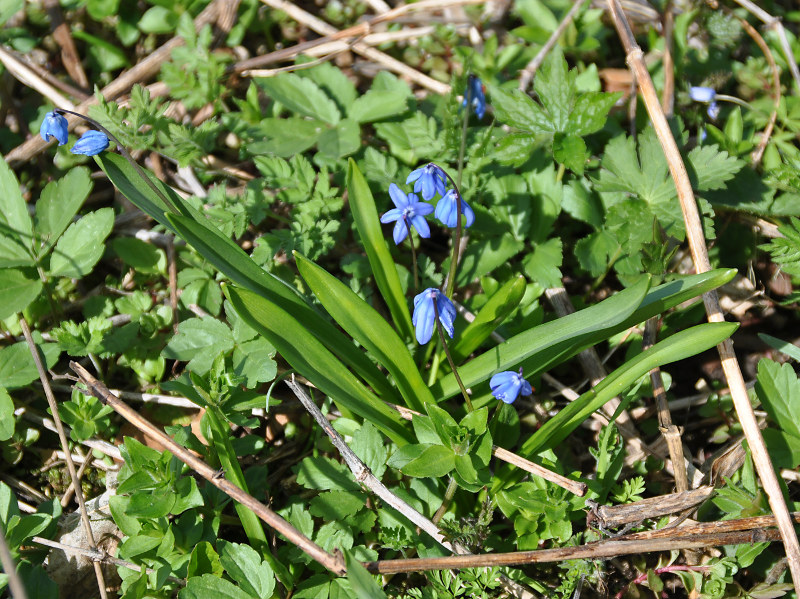 Изображение особи Scilla siberica.