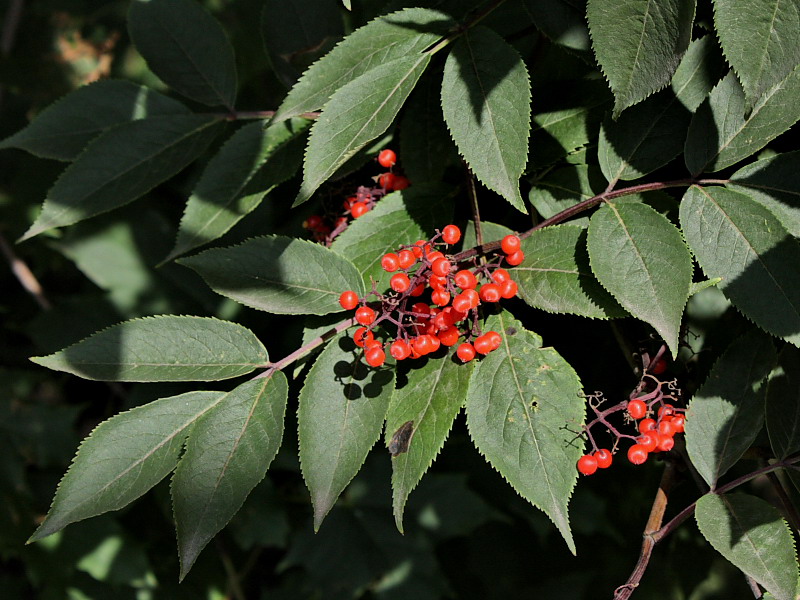 Image of Sambucus racemosa specimen.