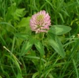 Trifolium pratense. Соцветие и листья. Ставропольский край, г. Кисловодск, около Красных камней, лужайка (43°53′52,88″ с.ш., 42°43′42,84″ в.д.). 25.05.2014.