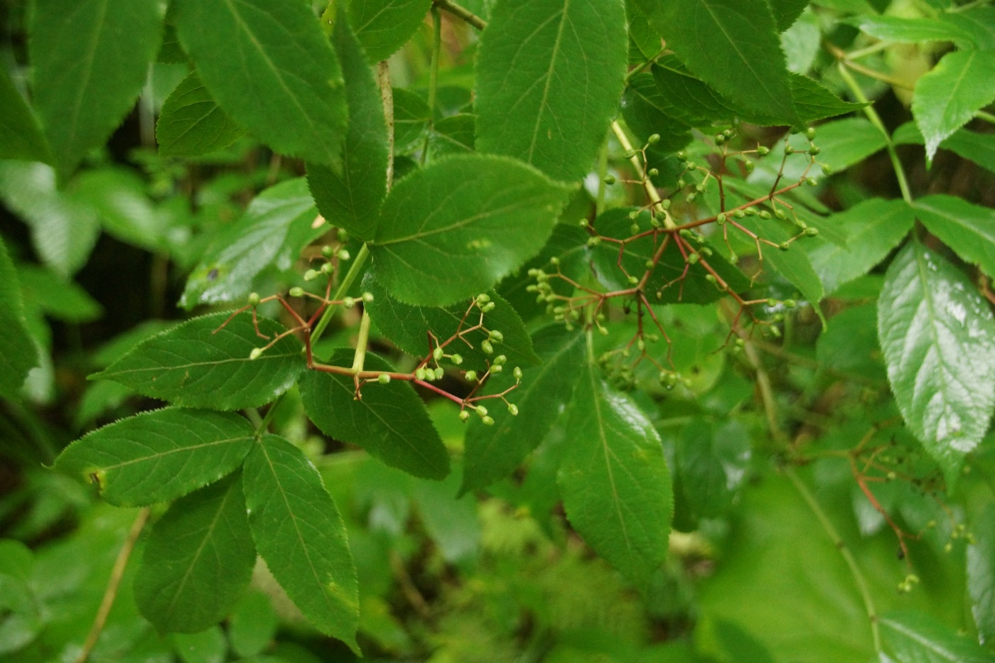 Image of Sambucus nigra specimen.