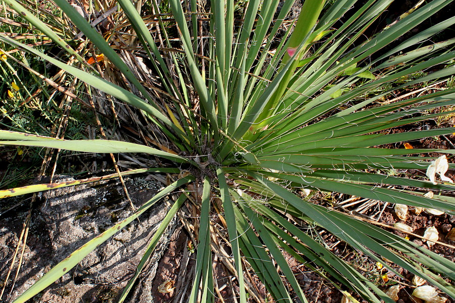 Изображение особи Yucca filamentosa.