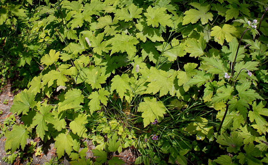 Image of Anemone hupehensis specimen.