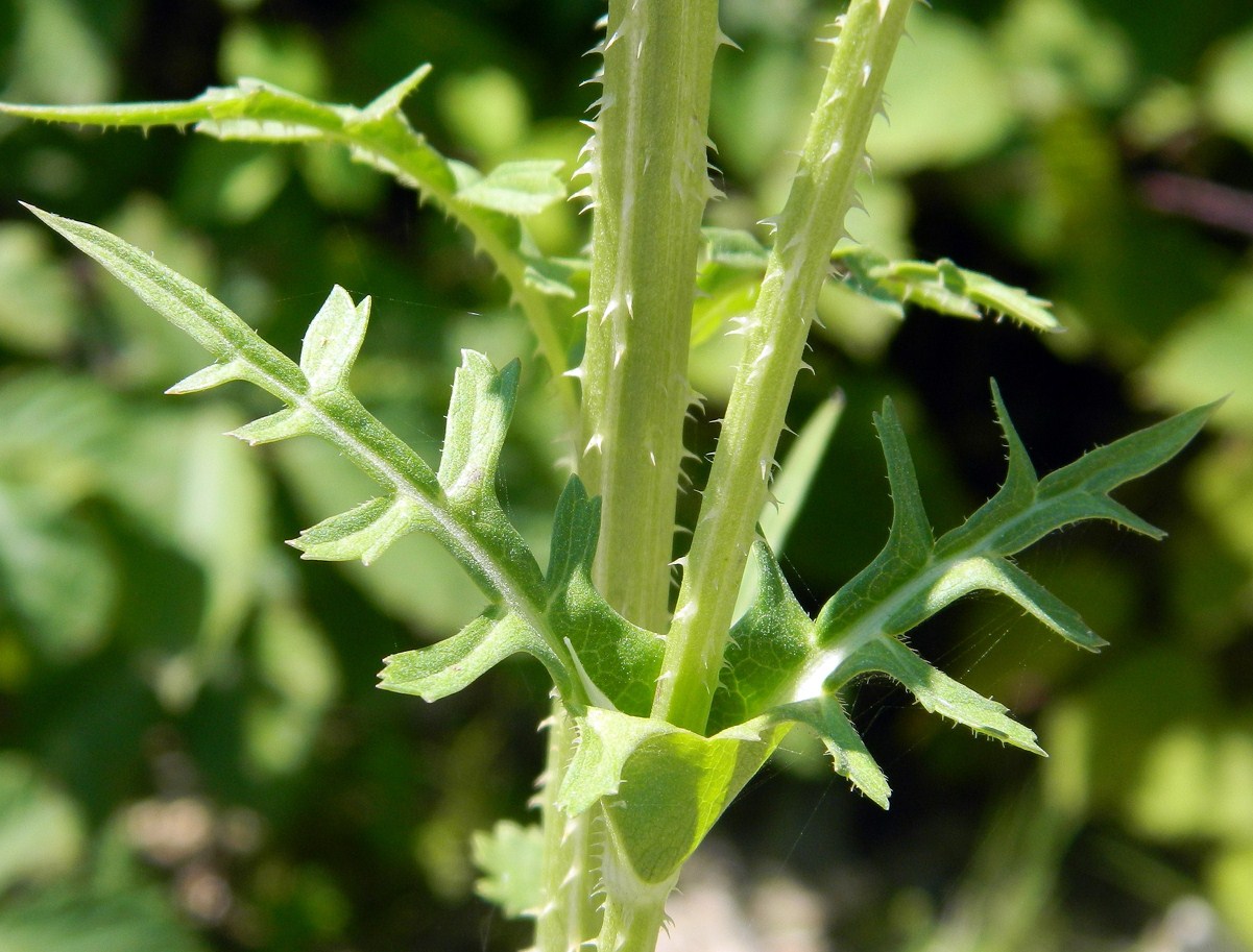 Image of Dipsacus laciniatus specimen.