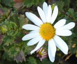 Смотреть изображение Arctanthemum arcticum