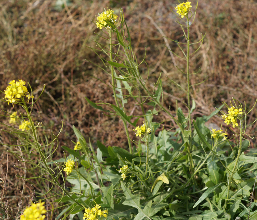 Image of Sisymbrium loeselii specimen.