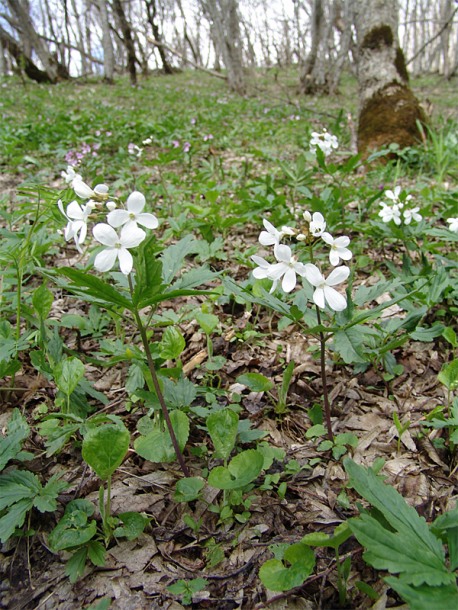 Изображение особи Cardamine quinquefolia.