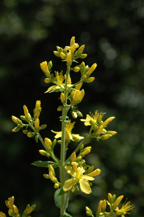 Image of Hypericum hirsutum specimen.