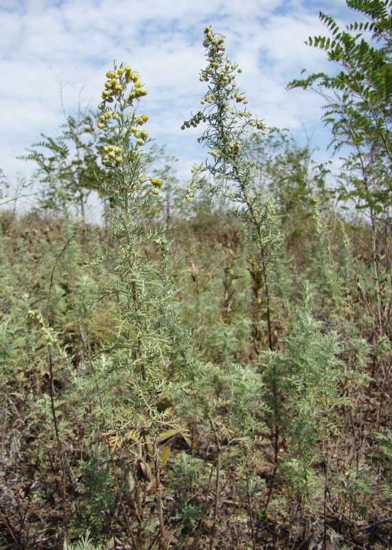 Image of Artemisia pontica specimen.