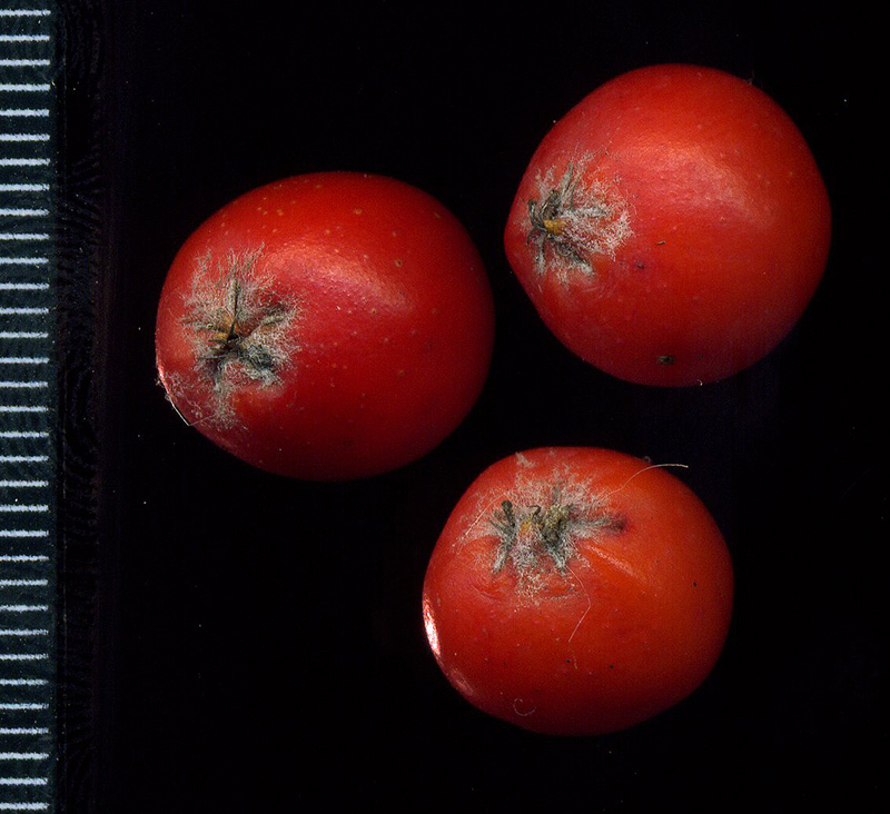 Image of Sorbus hybrida specimen.