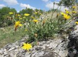 Crepis rhoeadifolia