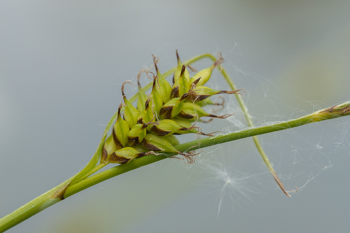 Изображение особи Carex hostiana.