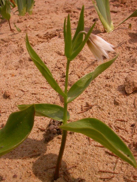 Image of genus Rhinopetalum specimen.