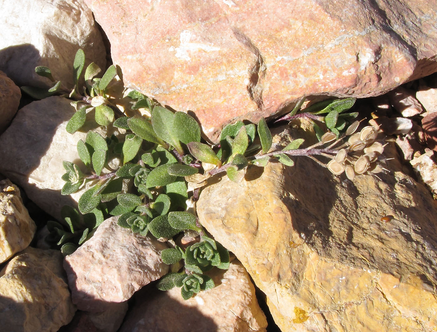 Изображение особи Alyssum oschtenicum.