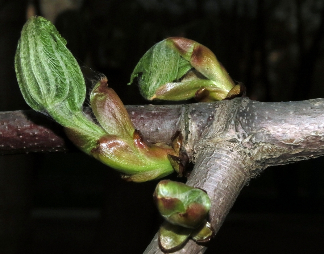 Image of Aesculus hippocastanum specimen.