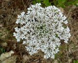 Daucus carota. Соцветие. Франция, Приморские Альпы, пригород Граса, рудеральное местообитание. 22.07.2014.