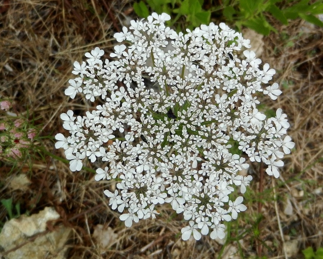 Image of Daucus carota specimen.