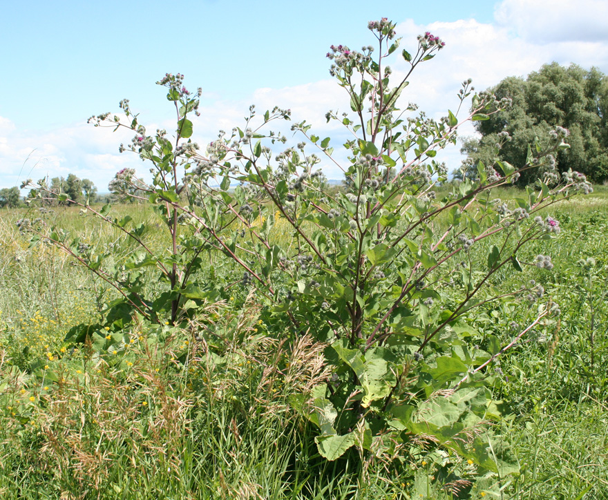 Image of Arctium tomentosum specimen.