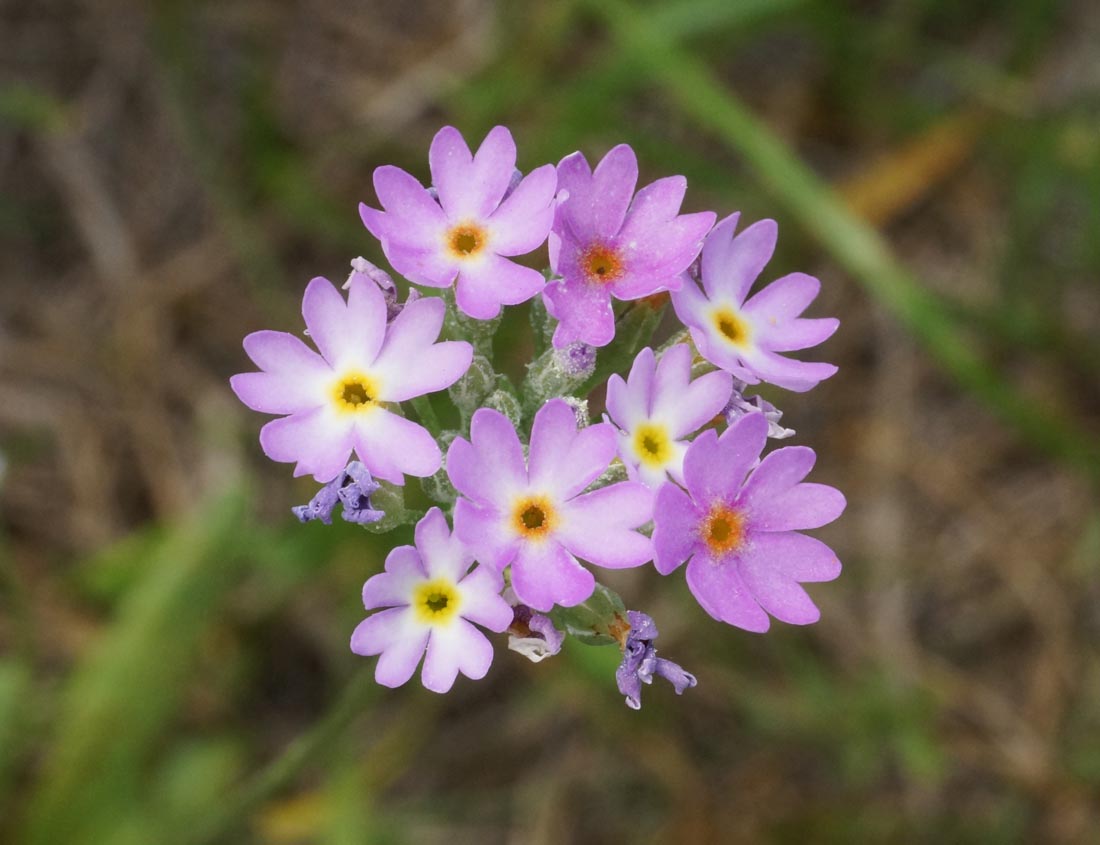 Image of Primula algida specimen.