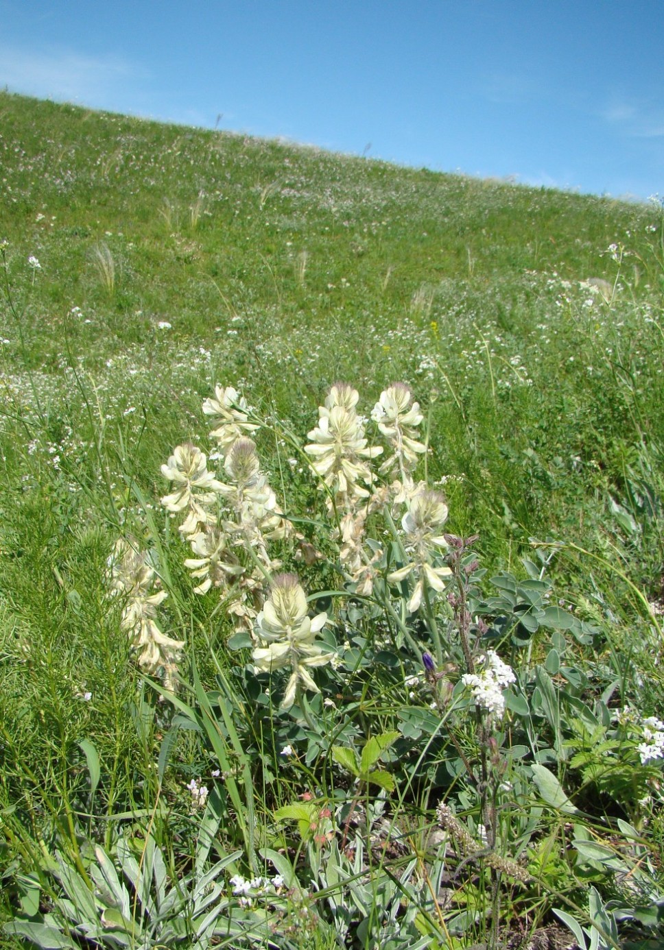 Image of Hedysarum grandiflorum specimen.