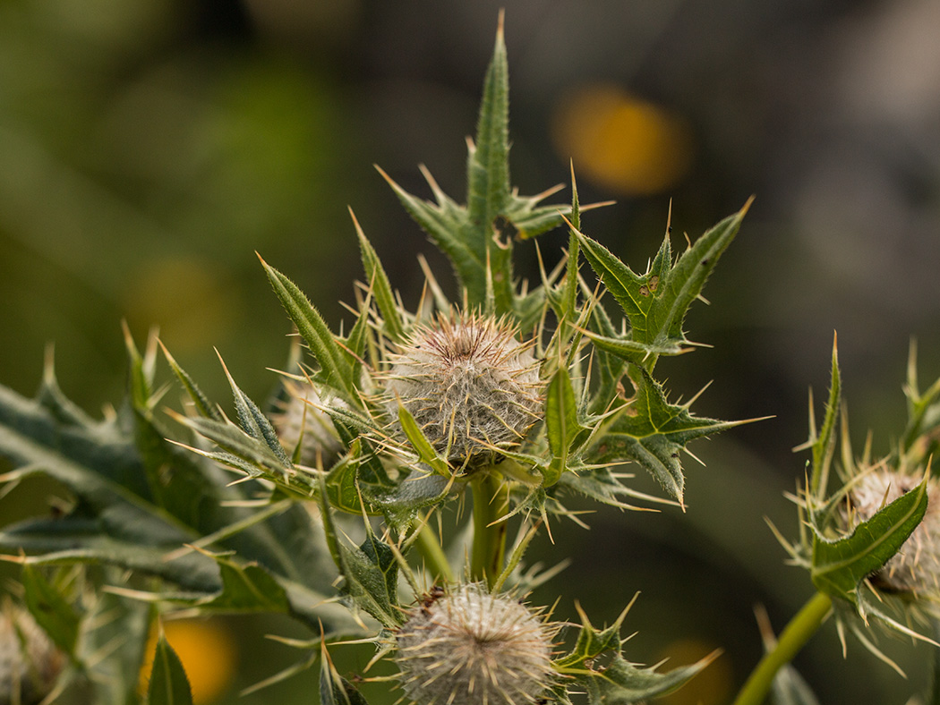 Image of Cirsium pugnax specimen.