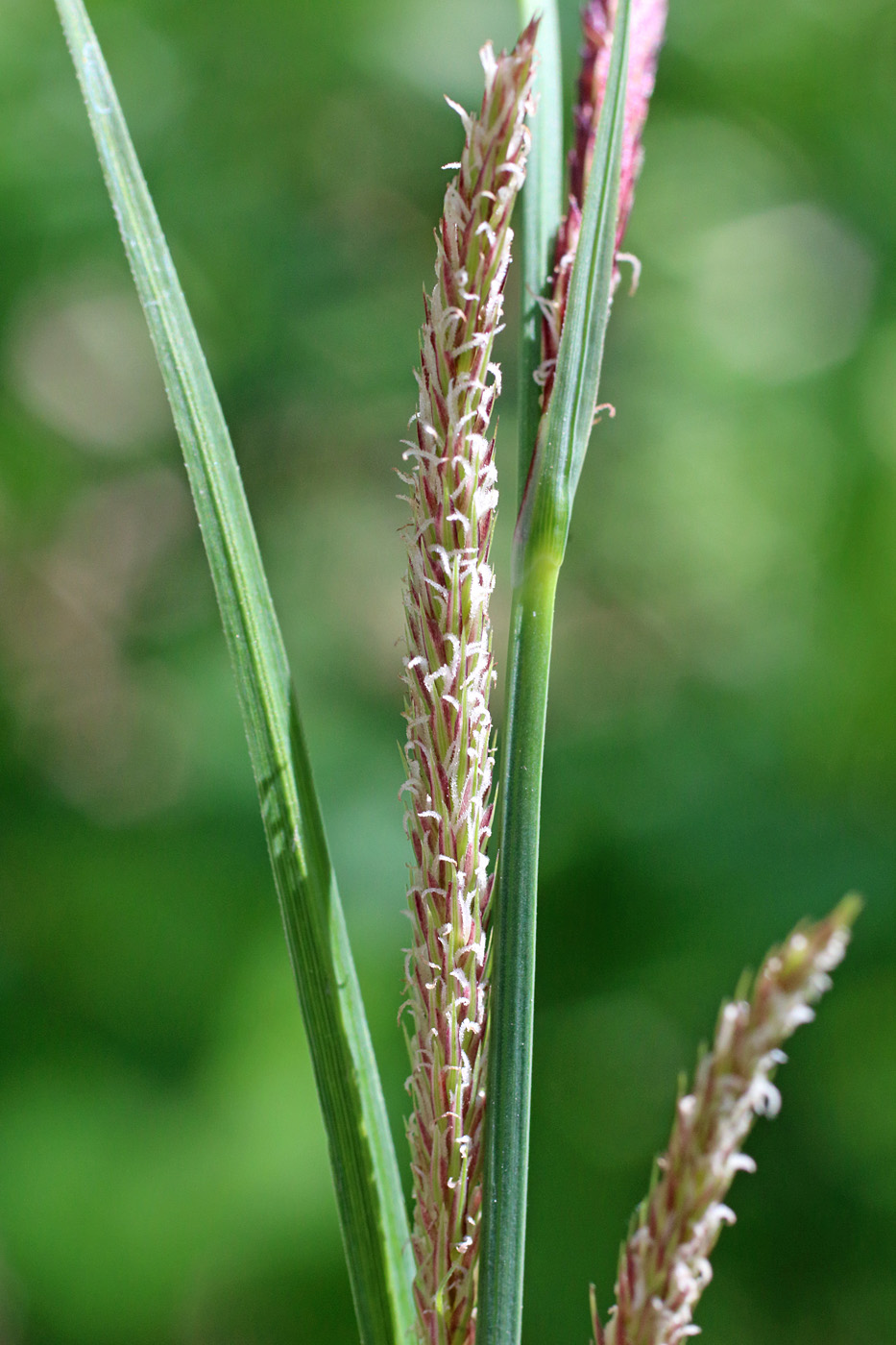 Image of Carex acutiformis specimen.