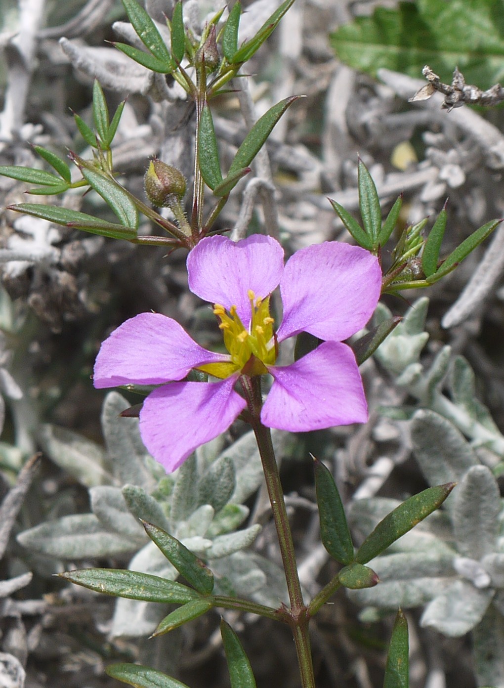 Image of Fagonia cretica specimen.