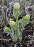 Pulsatilla patens