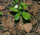 Trientalis europaea. Цветущее растение. Московская обл., Раменский р-н, окр. ж.-д. платформы Хрипань, смешанный лес у ЛЭП. 18.05.2016.