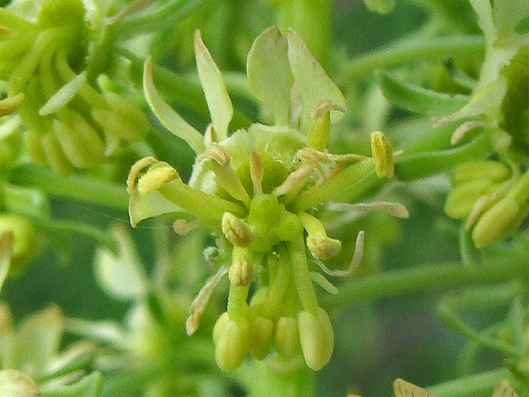 Image of Reseda lutea specimen.