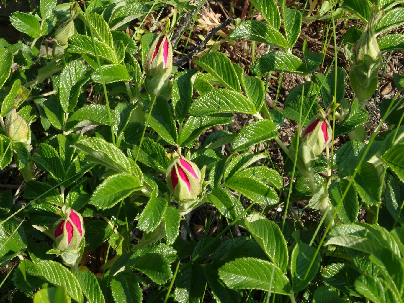 Image of Rosa rugosa specimen.