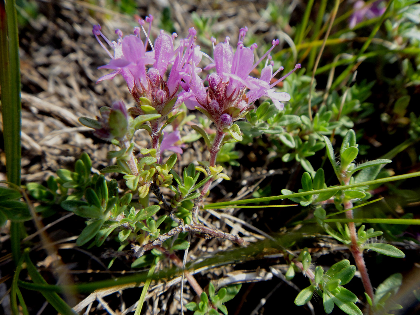 Image of genus Thymus specimen.