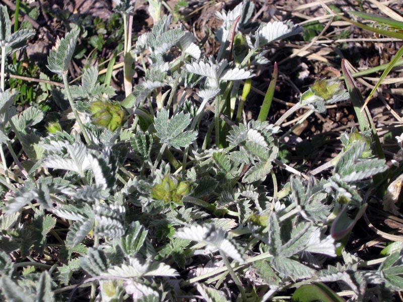 Image of Potentilla nervosa specimen.