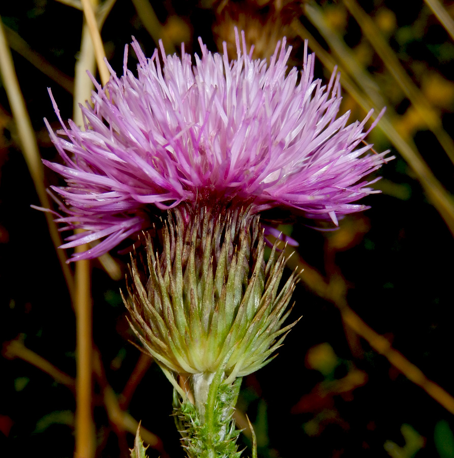 Image of Carduus laciniatus specimen.