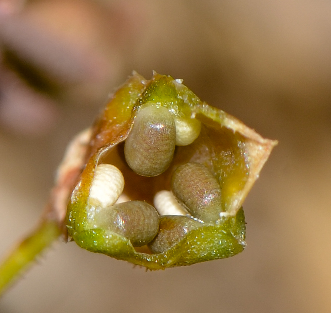 Image of Reseda orientalis specimen.