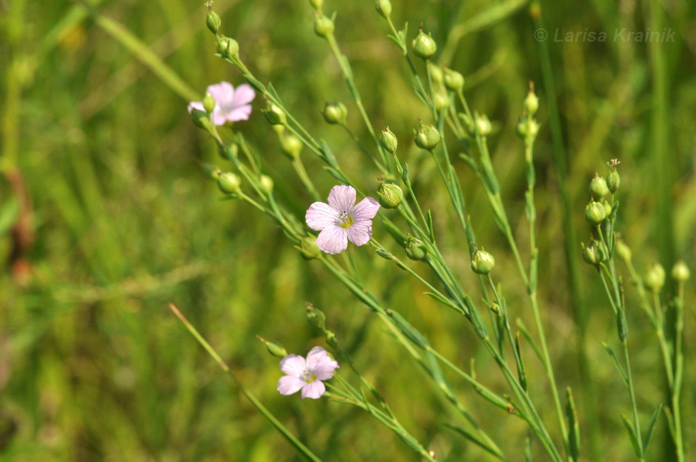 Image of Linum stelleroides specimen.