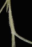 Tillandsia usneoides. Часть ветки. Израиль, Шарон, г. Тель-Авив, ботанический сад тропических растений. 21.06.2016.